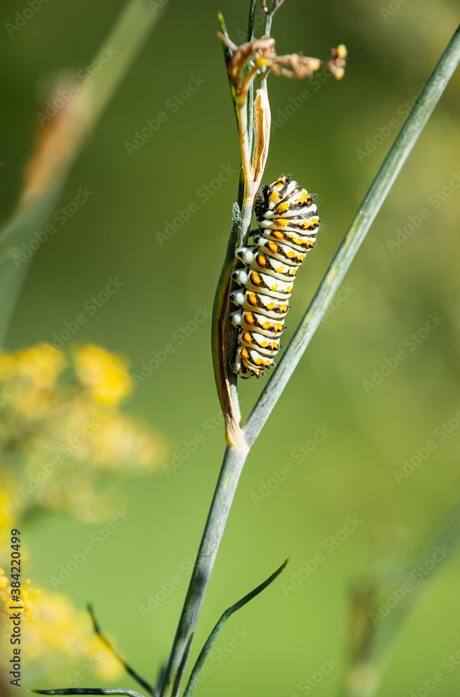 Black Swallowtail butterfly (Papilio polyxenes) caterpillar feeding on dill plant.