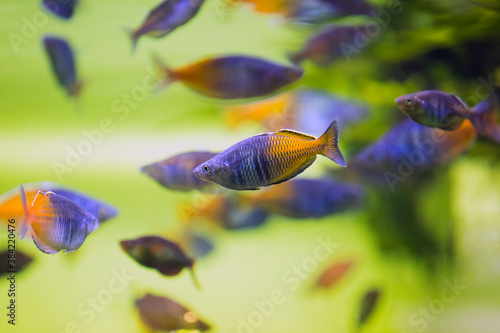 Boeseman's rainbowfish - Melanotaenia boesemani. Fish in the aquarium. Fish under water. Blur.