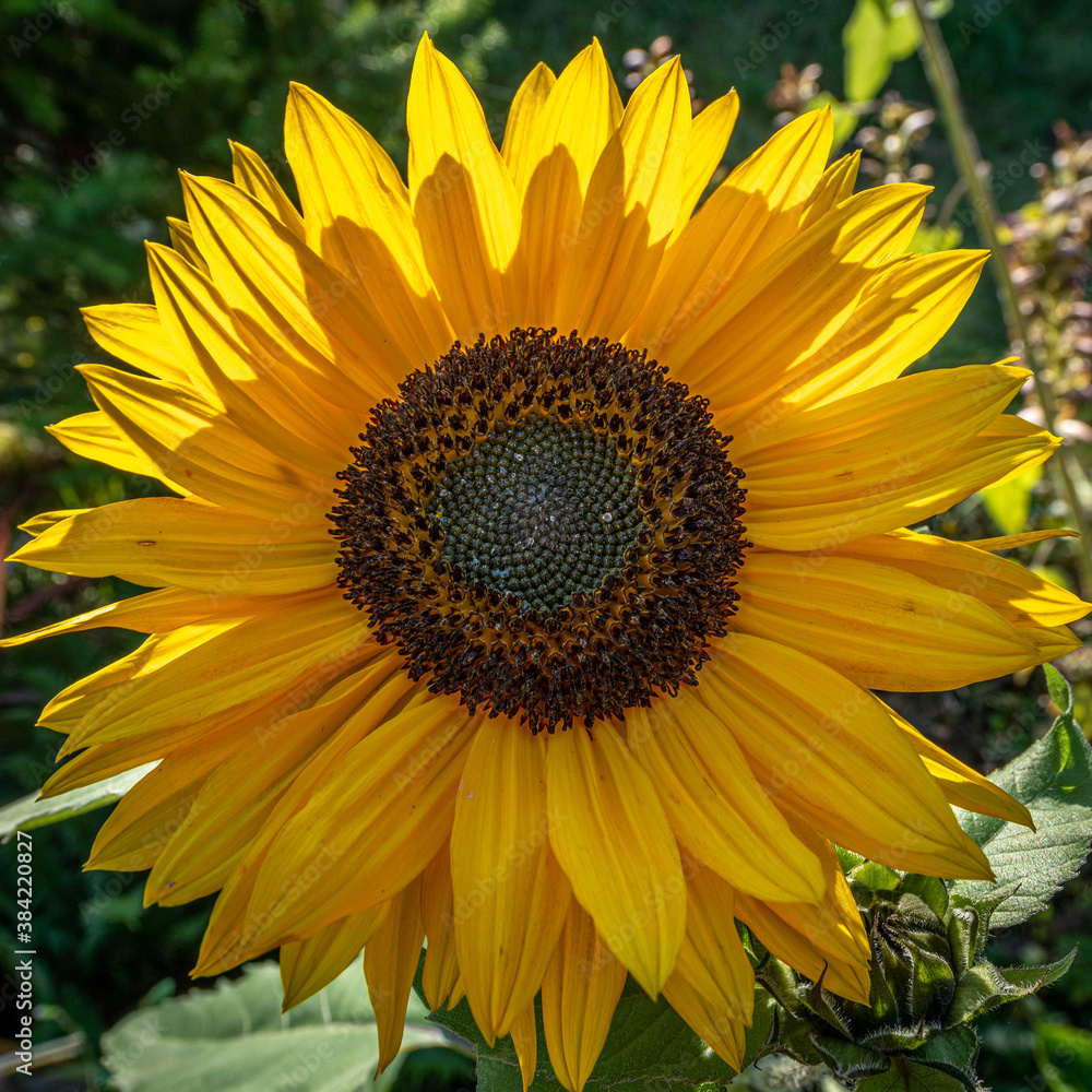Fototapeta premium Backlit sunflower