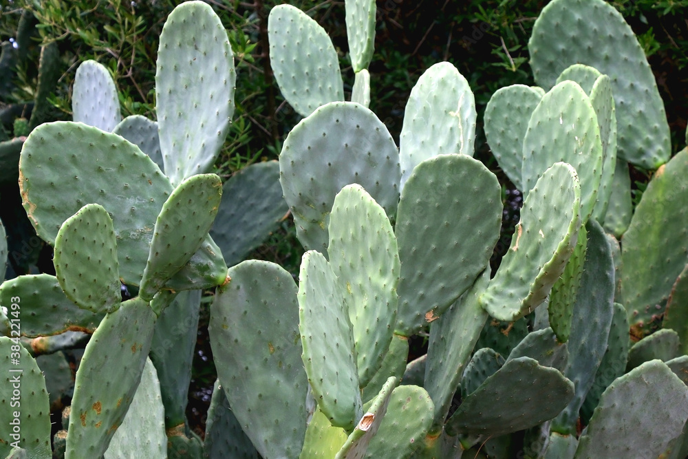 Large cactus in a Mediterranean garden. Selective focus. Large cactus in a Mediterranean garden. Selective focus.