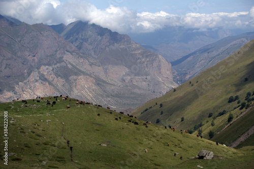 Alpine landscape with mountain peaks and green valleys. Cow pasture. Caucasus, Russia.  © Anna