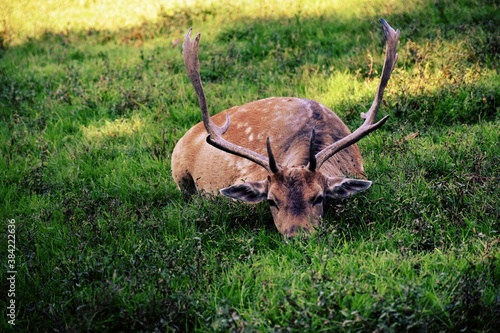 Male deer is lying down