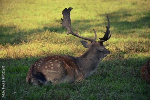 Male deer is lying down inverted