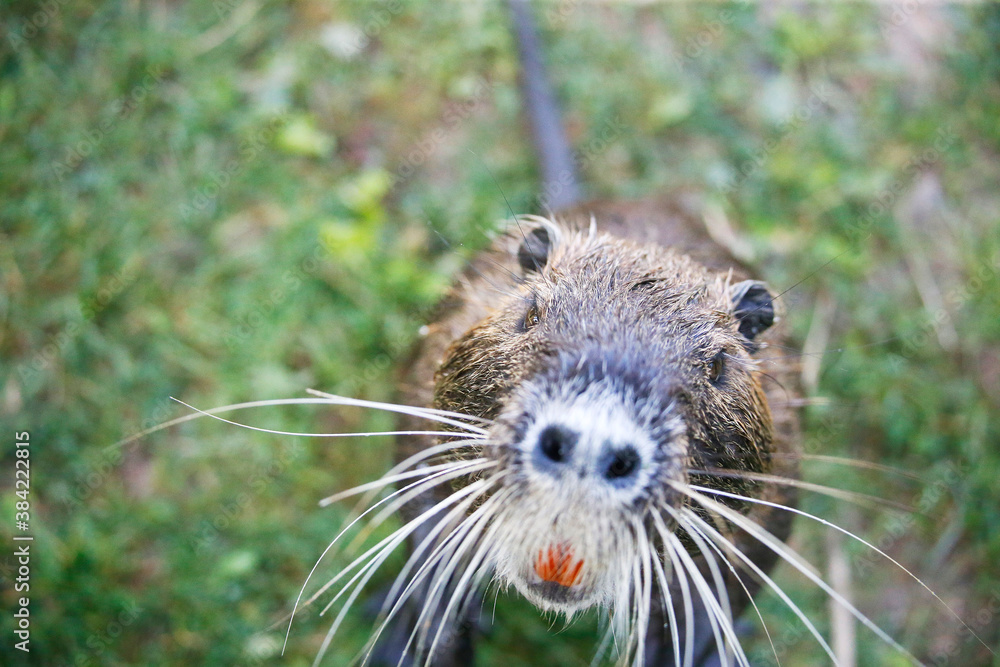 Nutria (myocastor coypus) in a Park, Germany Nutria (myocastor coypus) in a Park, Germany