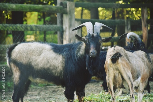male goat on the farm