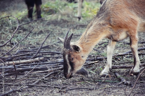 female goat is eating
