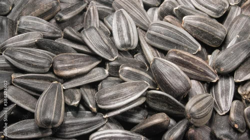 Sunflower seeds close-up. 4K video. Super macro. Sunflower seeds close-up. 4K video. Super macro.