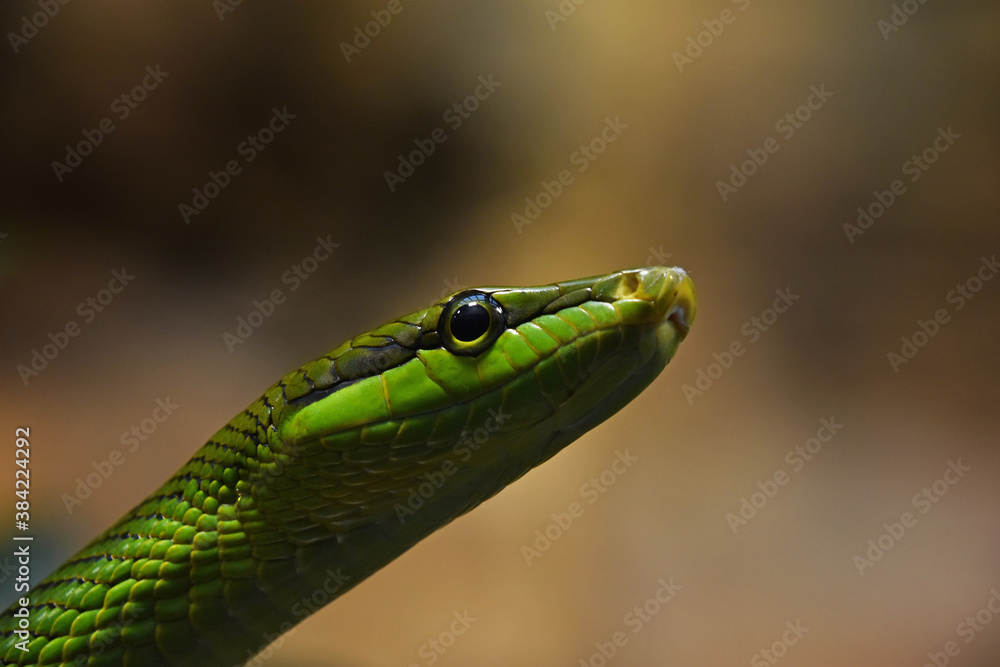 Fototapeta premium Red tailed green ratsnake in tree leaves