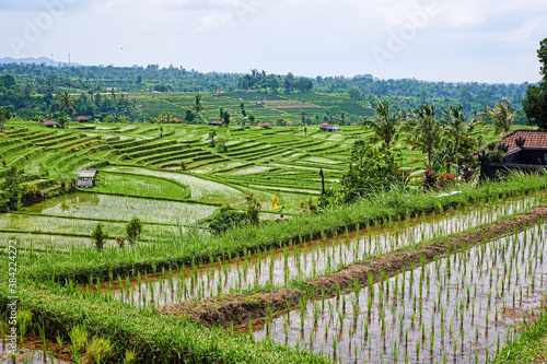 Rice terraces field Indonesia panorama. Young rice in the foreground