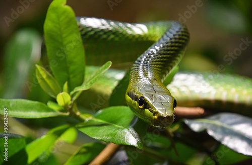 Red tailed green ratsnake in tree leaves