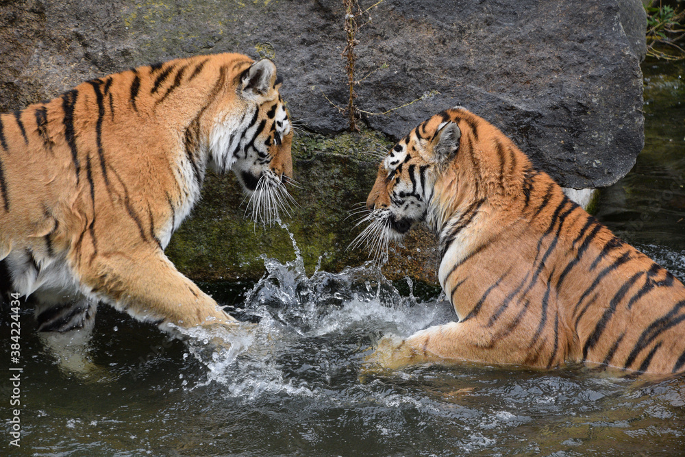 Fototapeta premium Two Siberian tigers play and fight in water