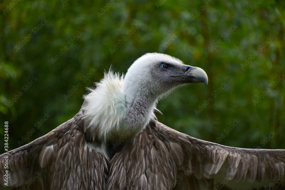 Close up profile portrait of griffon vulture Close up profile portrait of griffon vulture