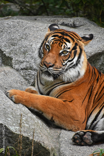 Close up side portrait of Indochinese tiger