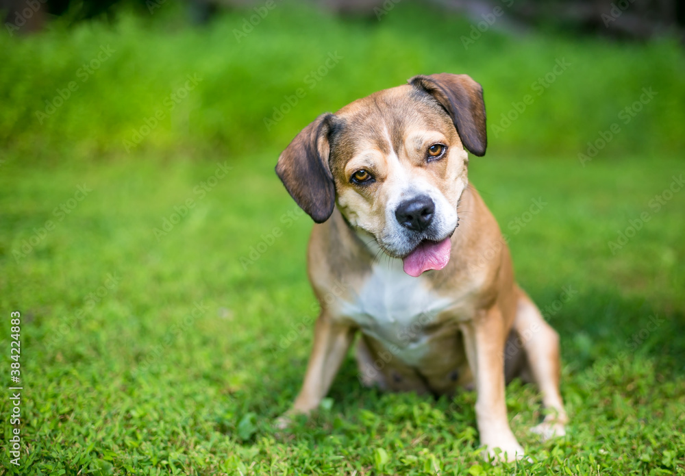 A cute Beagle x Terrier mixed breed dog sitting in the grass and listening with a head tilt