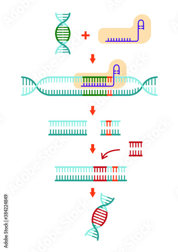 Science illustration show process of CRISPR-Cas9 cut DNA sequence as novel molecular genetic technique