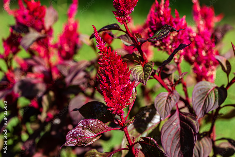 Bright red color with purple leaves of the plant on a green background.