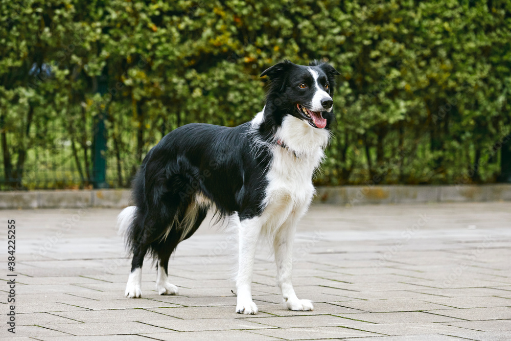 portrait d'un chien mâle de race Border Collie debout sur un trottoir en extérieur