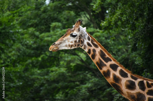 Profile portrait of giraffe over green trees
