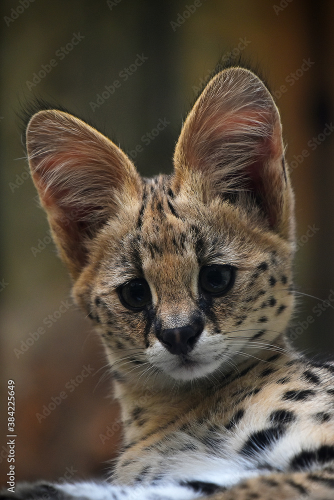 Close up portrait of serval kitten Close up portrait of serval kitten