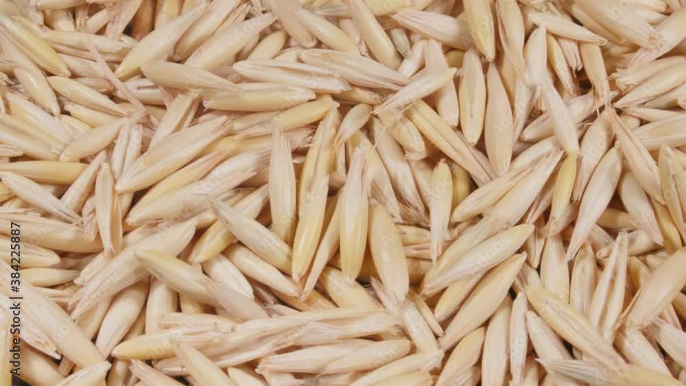 Oats close-up. Lots of grains. 4K video. Super macro. A crop of cereals. Oats close-up. Lots of grains. 4K video. Super macro. A crop of cereals.
