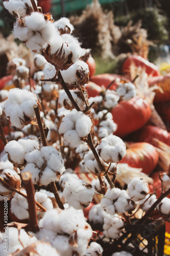 Pumpkins and cotton flowers in fall