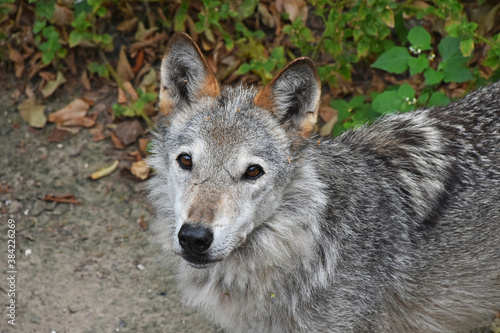 Close up portrait of young grey wolf