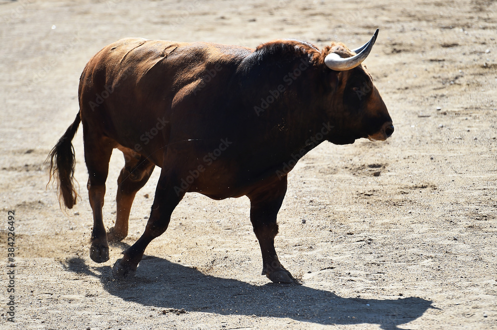 tipico toro español en una plaza de toros tipico toro español en una plaza de toros