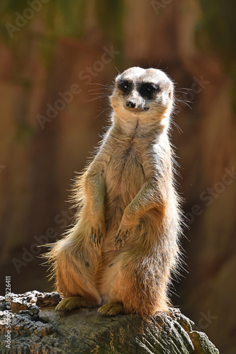 Close up portrait of meerkat on rock