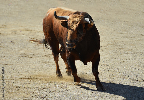 tipico toro español en una plaza de toros