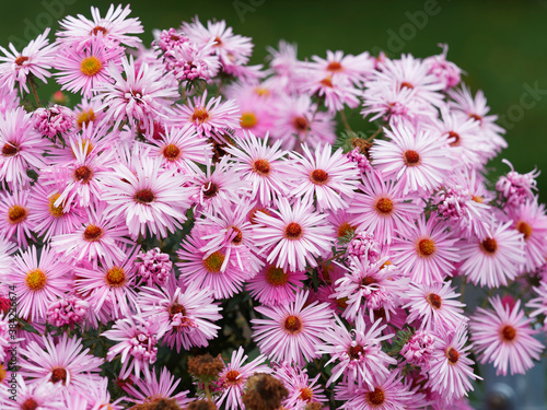 Massifs d asters d automne    p  tales rose tendre  coeur jaune  or sur hautes tiges