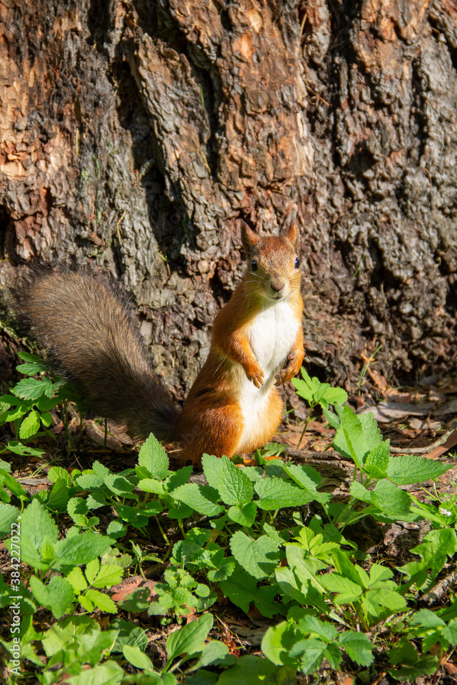 adult squirrel near a tree in the autumn forest