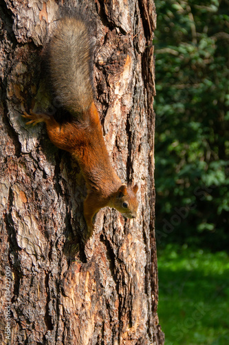 an adult squirrel crawls along the trunk of a pine tree © eevlada