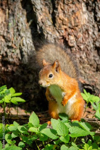 adult squirrel near a tree in the autumn forest © eevlada