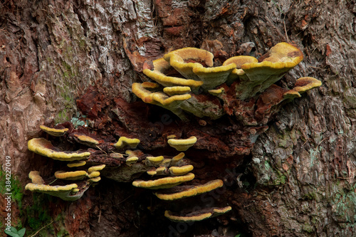 yellow tree mushrooms on a tree trunk