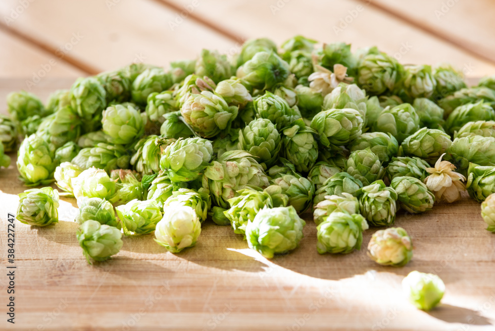 Humulus Lupulus Humulus Lupulus
