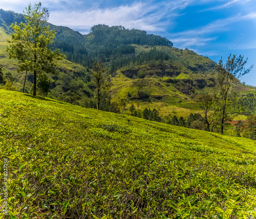 Tea bushes flourish under the blue skies in upland tea country in Sri Lanka, Asia