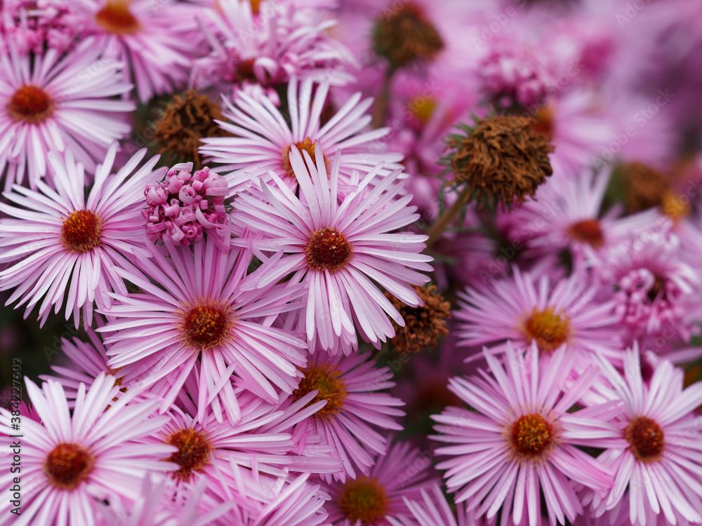 Obraz premium Grands asters d'automne ou étoiles d'automne à floraison éclatante de teinte pâle dans un feuillage vert sombre