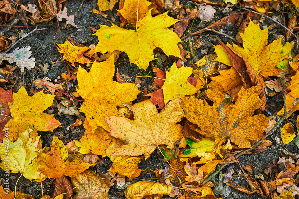 View to the vegetation and fallen colored leaves on a forest floor.