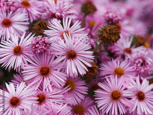 Grands asters d automne ou   toiles d automne    floraison   clatante de teinte p  le dans un feuillage vert sombre