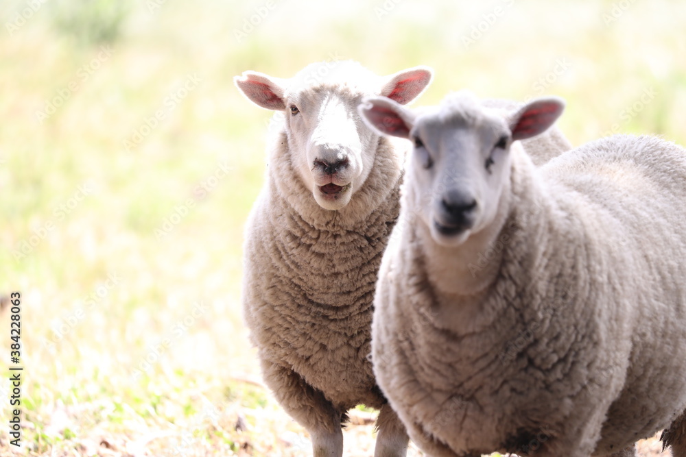Zwei Schafe schauen in die Kamera
