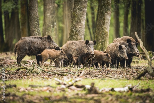 Fotomurale Rencontre chasse troupeau famille sangliers en forêt d'Europe