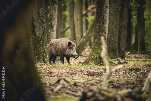 Stampa su tela Rencontre chasse troupeau famille sangliers en forêt d'Europe