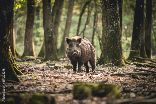 Foto Portrait regard rencontre chasse sanglier face à face en forêt d'Europe