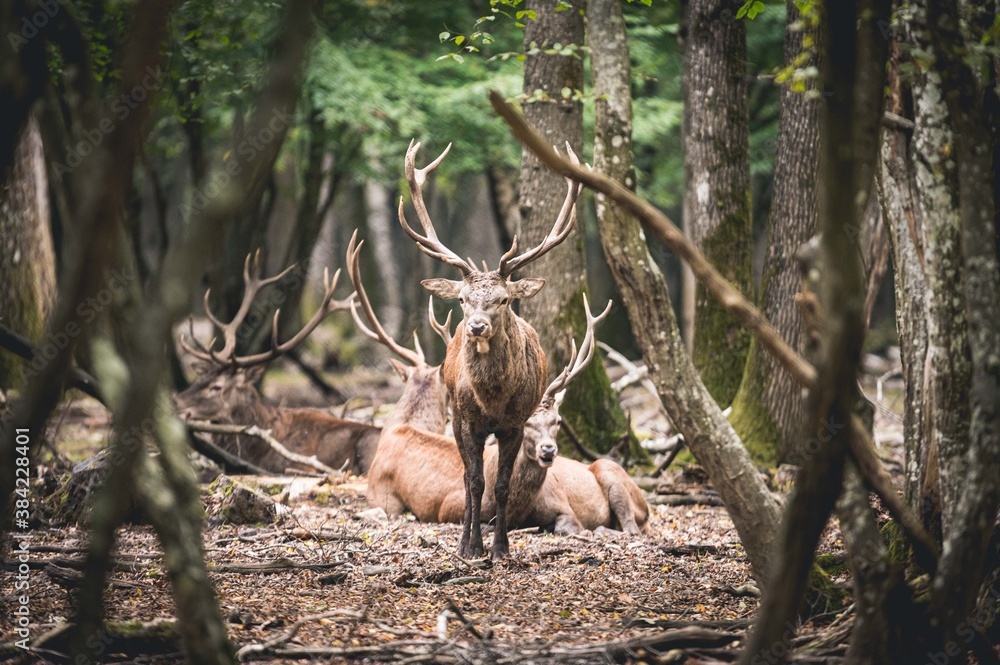 Φωτογραφία Portrait regard Cerf Élaphe brame forêt d'Europe