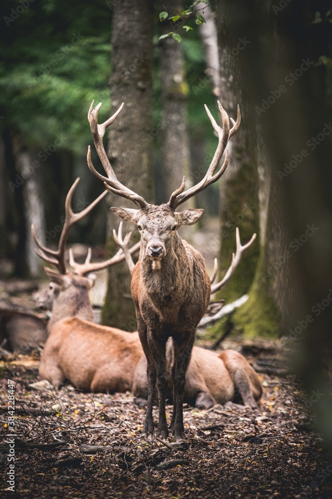 Portrait regard Cerf Élaphe brame forêt d'Europe Portrait regard Cerf Élaphe brame forêt d'Europe