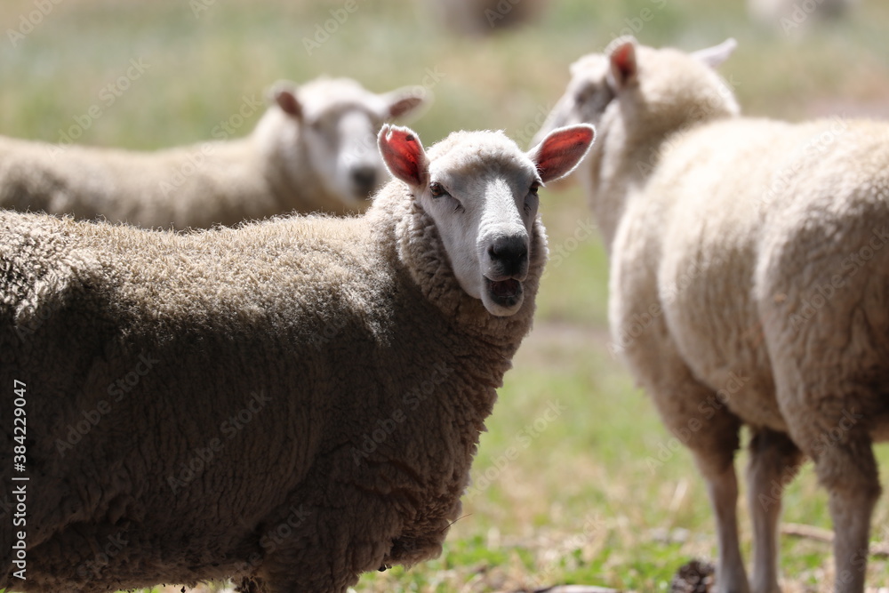 Schafe auf der Weide