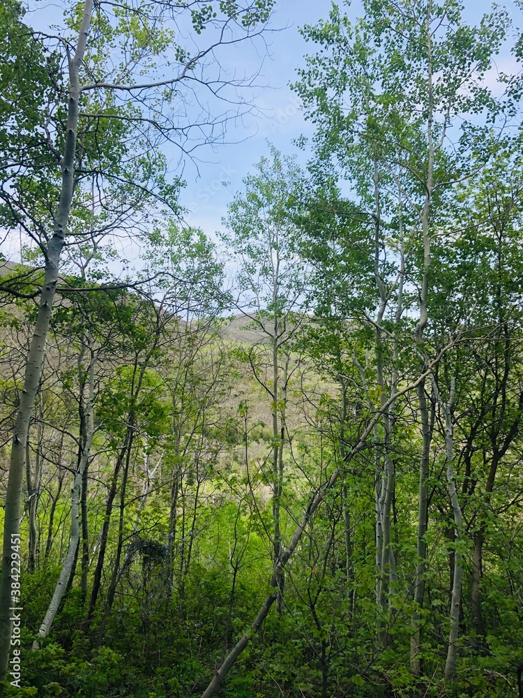 trees in the woods