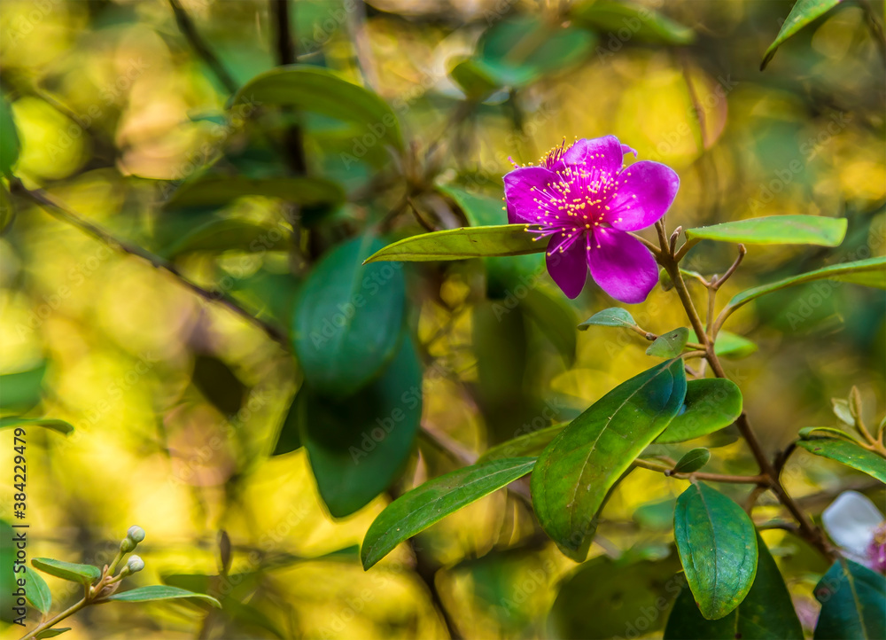A pink flower in the Botanical gardens at Peradeniya, Kandy, Sri Lanka, Asia