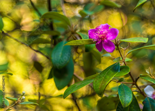 A pink flower in the Botanical gardens at Peradeniya  Kandy  Sri Lanka  Asia