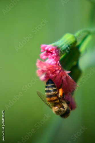 bee on a flower
